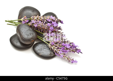 Lavendel &amp; Stones auf weißem Hintergrund Stockfoto