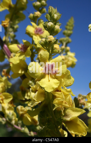 Motte Königskerze Verbascum blattaria Stockfoto