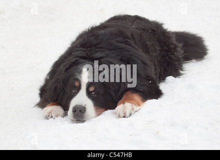 Berner Sennenhund liegend auf dem Schnee in die Kamera schaut Stockfoto