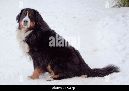 Berner Sennenhund sitzend auf dem Schnee in die Kamera schaut Stockfoto