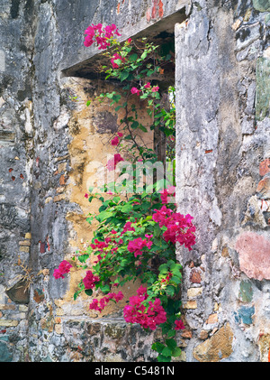 Stein-Fenster mit Grillgelegenheiten Blumen. St. John, Virgin Islands. Stockfoto