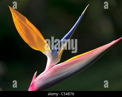 Nahaufnahme der Paradiesvogel Blume. St. John. Jungfern-Inseln. Stockfoto