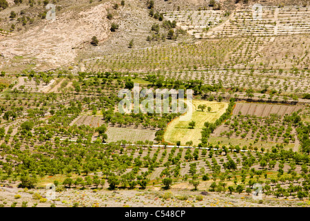 Baum und Obstgarten Olivenhaine an den Hängen der Berge der Sierra Nevada in der Nähe von La Calahorra, Andalusien, Spanien. Stockfoto