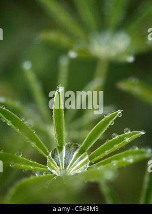 Lupine hinterlässt nach dem Sturm. Connie Hansen Garten. Lincoln City, Oregon Stockfoto