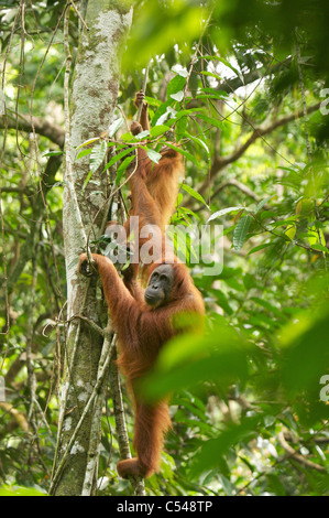 Sumatra Orang-Utan Mutter & Baby in der Wildnis, Gunung Leuser, Indonesien. Stockfoto