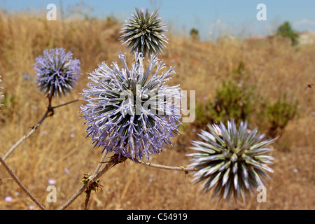 Echinops Sphaerocephalus Globe Thistle auf offenen Boden in Side, Türkei Stockfoto