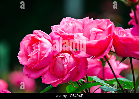 Rosen, Alishan Nationalpark landschaftlich reizvollen Gegend, Dingshizhou, Chiayi, Taiwan Stockfoto