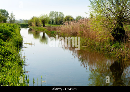 Somerset Levels im Herbst in der Nähe von Highbridge auf dem Fluß Parrett trail Stockfoto