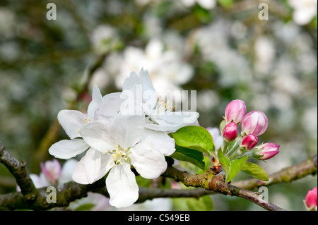 Landschaft der Apfelblüte in einer Apfelplantage Apfelwein in Somerset, england Stockfoto