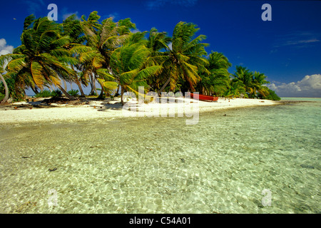 Tropischen Insel mit Palmen gesäumten Strand, blaue Lagune, Rangiroa, Französisch-Polynesien, Pazifik Stockfoto