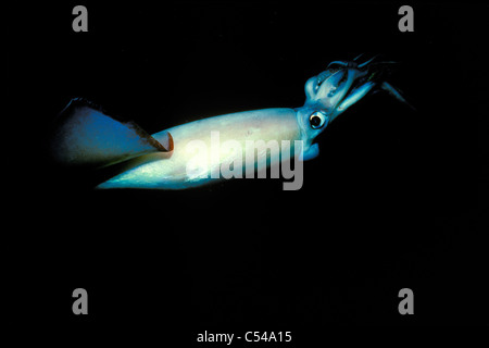 Jumbo oder Humboldt squid, dosidicus gigas, Meer von Cortez, Mexiko Stockfoto