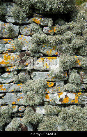 Die alten Flechten bedeckt Steinmauern St Olaf Kirk, Unst Shetland. SCO 7506 Stockfoto