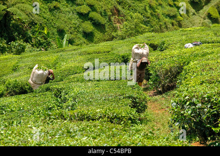 Arbeiter in einer Teeplantage, Cameron Highlands, Malaysia, Südostasien, Asien Stockfoto