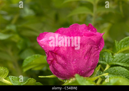 Rosa rugosa Stockfoto