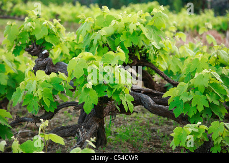 Weinreben in Azoren, Portugal. Stockfoto