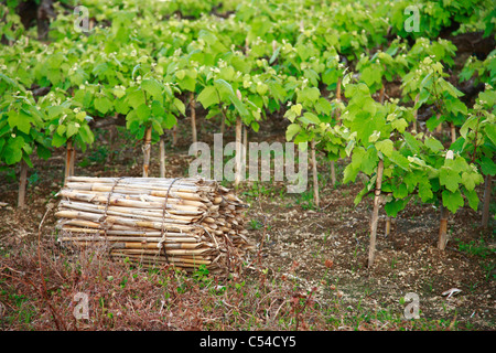 Weinreben in Azoren, Portugal. Stockfoto