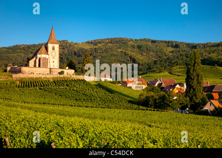 Morgendämmerung auf das 15. Jahrhundert Kirche von St. Jacques, umgeben von den Weinbergen des Grand Cru in Hunawihr, Elsass Frankreich Stockfoto