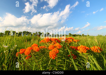 Schmetterling-Seidenpflanze (Asclepias Tuberosa) Stockfoto