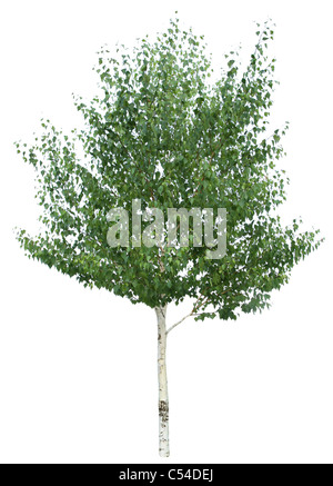 Grüne Birke isoliert auf einem weißen Hintergrund. Stockfoto