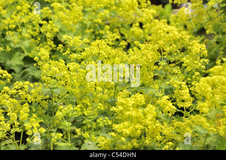 Eine Alchemilla mollis, allgemein bekannt als Lady's Mantle mit schaumigen gelben Blüten. Stockfoto