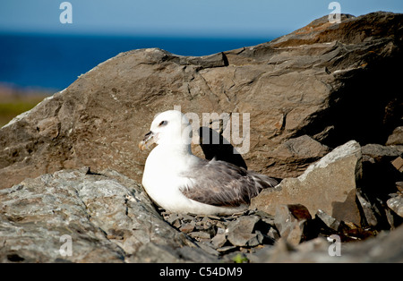 Fulmar Fulmarus Cyclopoida einziges Ei ausbrüten, während Sommer nisten auf den Shetland-Inseln.  SCO 7543 Stockfoto