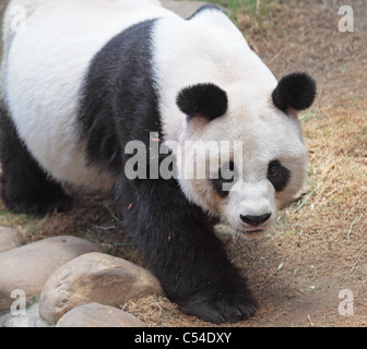 Giant Pandabär zu Fuß Stockfoto