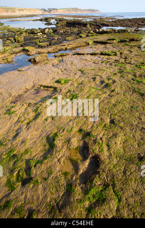 Wellenschnitt-Plattform, Fossil, Paläontologie, Dinosaurier, Iguanodon, Footprint, Compton Bay, Isle of Wight, England, Großbritannien, Strand,Fossilien,125,Millionen, Stockfoto