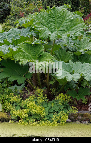 Große Blätter der Pflanze Gunnera Manicata mit Alchemilla Mollis Training in Teich unten. Stockfoto
