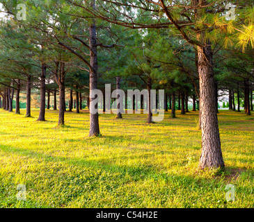 Pinien in einem park Stockfoto