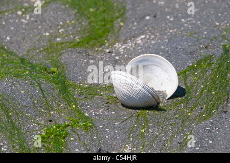 Exponierten offene zweischalige Molluske bei Ebbe in den Sand umgeben von Algen in Olympia, Washington. Stockfoto