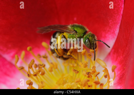 Eine grüne metallische Biene (Agapostemon Virescens) sammelt Pollen aus einer kleinen rose Blume. Stockfoto