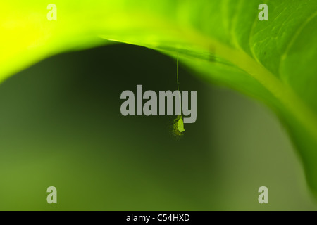 Ein frisch geschlüpften grüne Florfliege klammert sich an seine hängenden Ei, im Schatten eines Blattes ausgesetzt. Stockfoto
