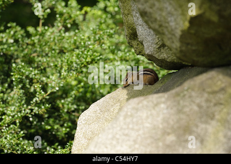 Ein Streifenhörnchen entweicht die Wärme der Sommersonne zwischen zwei gestapelten Steinen. Stockfoto