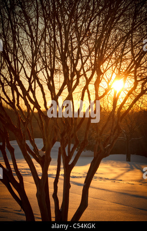 Die ersten Sonnenstrahlen scheinen durch die Bäume einen tief verschneiten Wald während einer kalten Dezembermorgen. Stockfoto