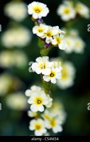 Sisyrinchium Striatum 'Tante Mai' - blass gelb-eyed Grass "Tante Mai" Stockfoto