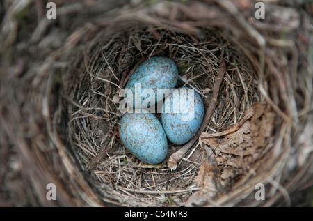 Amsel Nest mit drei blauen Eiern Stockfoto