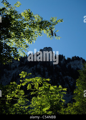 Kalksteinfelsen und sonnenbeschienenen Blätter, Grand Som la Chartreuse, Frankreich Stockfoto