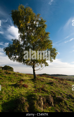 Silber-Birke auf dem Beacon Hill, die Website eines Eisenzeit Wallburg und längst ausgestorbener Vulkan in Leicestershire, England Stockfoto