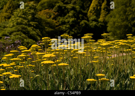 Achillea Filipendulina, Fernleaf Schafgarbe, Cloth of Gold Stockfoto