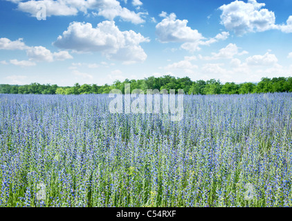 Schöne Gebiet der wilden Blumen und blau bewölktem Himmel auf dem Hintergrund. Stockfoto