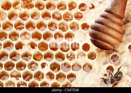 Waben und Holzstab. Isoliert auf weißem Hintergrund. Stockfoto