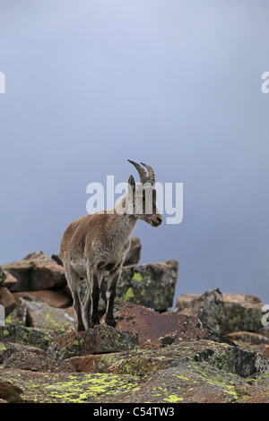 Weibliche iberischen Steinbock (Capra Pyrenaica Ssp Victoriae), endemisch in den Parque Regional De La [Sierra de Gredos], Castilla y Leon Stockfoto