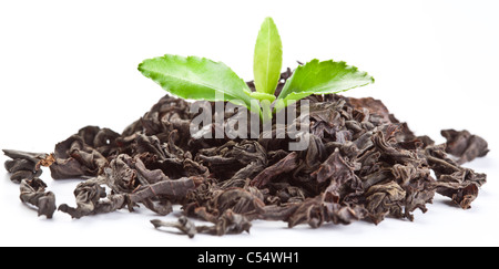 Haufen trockenen Tee mit grünem Tee-Blätter isoliert auf einem weißen Hintergrund. Stockfoto