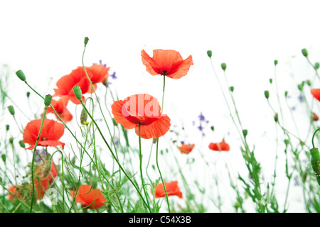 Zarte Mohn Blumen auf weißem Hintergrund. Stockfoto