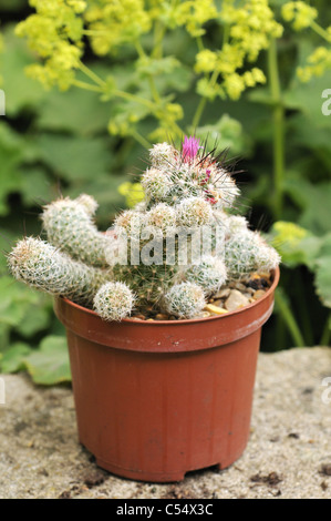 Mammillaria zeilmanniana, allgemein bekannt als Rose Pincushion Kaktus ist weich, glänzend, grün und kugelig. Eine pinke Blume in Sicht. Stockfoto