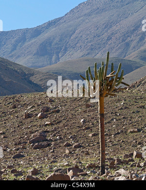 Kandelaber-Kaktus in Valle Lluta, Atacamawüste, Chile Stockfoto