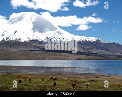 Vulkan Parinacota und Lago Chungara, Parque Nacional Lauca, Chile Stockfoto