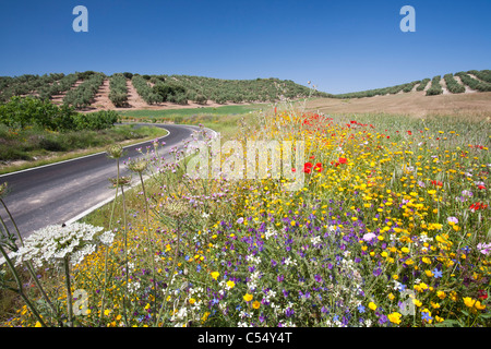 Wilde Blumen wachsen auf einem Feld in Andalusien, Spanien. Stockfoto