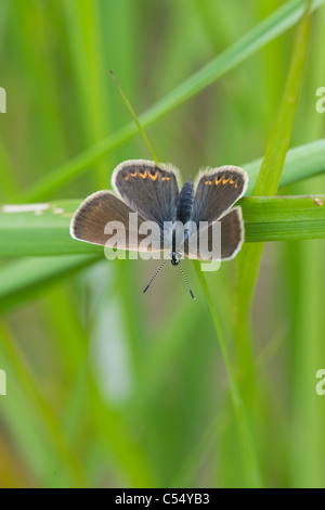 Silber besetzte blau (Plebeius Argus) weiblich Stockfoto