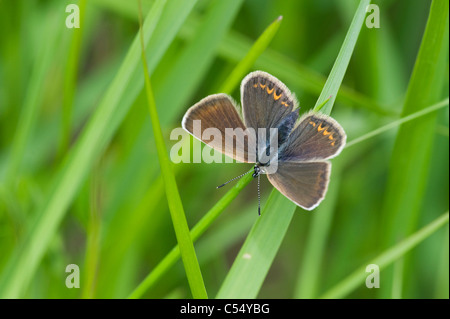 Silber besetzte blau (Plebeius Argus) weiblich Stockfoto